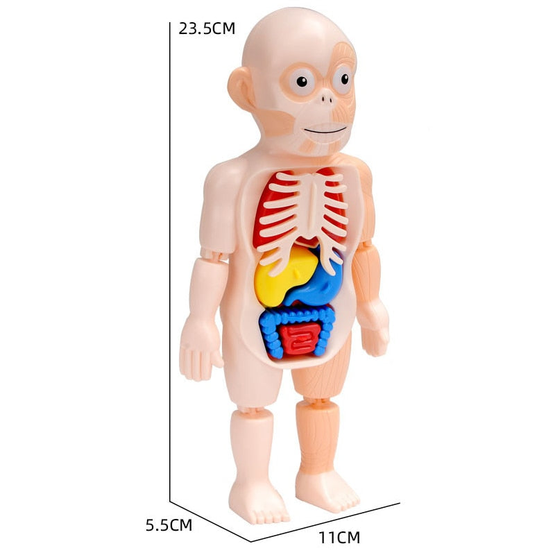 Griezelig Leuk: Kinder Anatomie Set