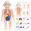 Griezelig Leuk: Kinder Anatomie Set